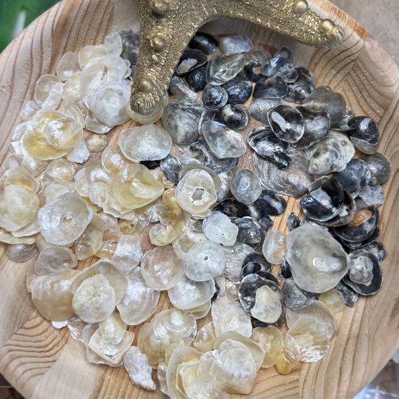 BULK REAL HAND PICKED FLORIDA JINGLE SHELLS SEASHELLS DIY CRAFTING CRAFTS LOT - Picture 4 of 13